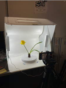 Fig 4: In the foreground, a phone is mounted on a tripod, positioned to capture the flower's movement.